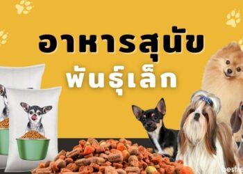 รีวิว อาหารสุนัขพันธุ์เล็ก ที่ดีที่สุด ยี่ห้อไหนดี ปี 2021