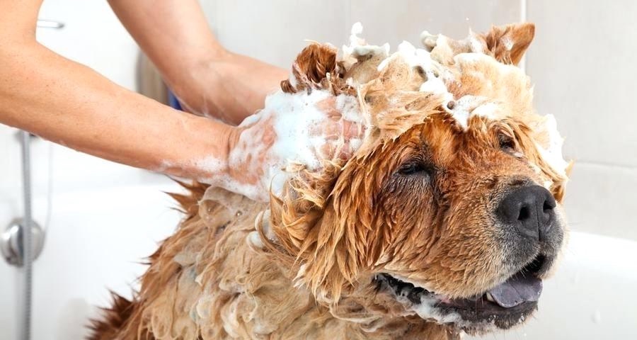 แม้ว่าทิชชู่เปียกจะช่วยทำความสะอาดได้ แต่ก็ควรอาบน้ำสุนัขอย่างน้อย 1 - 2 ครั้งต่อเดือน