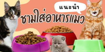 แนะนำ ชามใส่อาหารแมว ยี่ห้อไหนดีที่สุด
