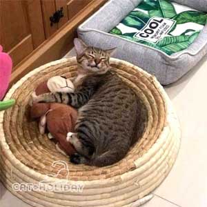 ที่นอนแมว เปลือกข้าวโพด cat bed scratcher
