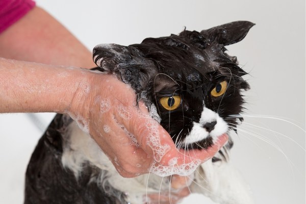 อาบน้ำให้แมว