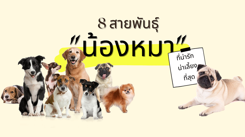 8 สายพันธุ์ยอดนิยมของ น้องหมา-สุนัข ที่น่าเลี้ยง ในไทย » Best Review Asia