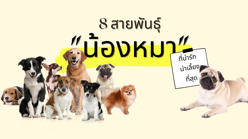 8 สายพันธุ์ยอดนิยมของ น้องหมา-สุนัข ที่น่าเลี้ยง ในไทย » Best 