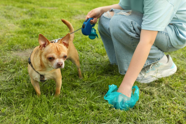 ผู้หญิงกำลังเก็บขี้สุนัขของเธอจากหญ้าสีเขียว  ถุงเก็บอึ สายจูงสุนัข สุนัข