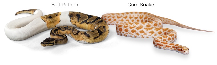 สายพันธุ์งู Corn Snake & Ball Python