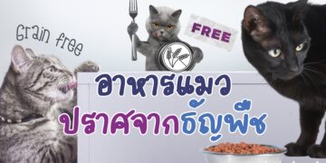 รีวิว อาหารแมวปราศจากธัญพืช (Grain Free) ยี่ห้อไหนดีที่สุด