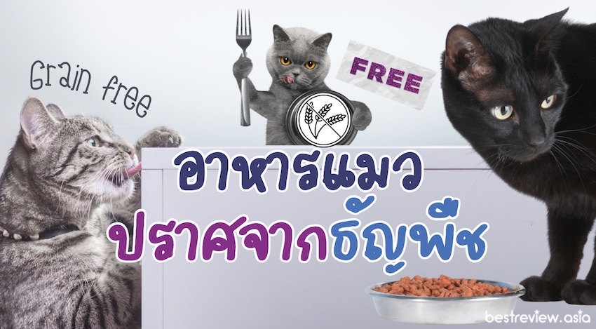 รีวิว อาหารแมวปราศจากธัญพืช (Grain Free) ยี่ห้อไหนดีที่สุด