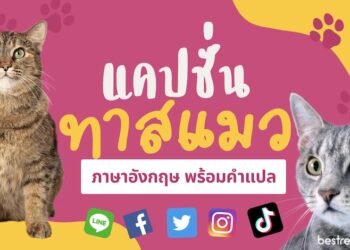 แคปชั่นทาสแมว ภาษาอังกฤษ พร้อมคำแปลภาษาไทย
