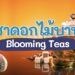 แนะนำ ชาดอกไม้บาน (Blooming Teas) แบบไหนดีที่สุด