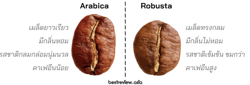 ความแตกต่างระหว่าง เมล็ดกาแฟ อาราบิก้า (Arabica) และ โรบัสต้า (Robusta)