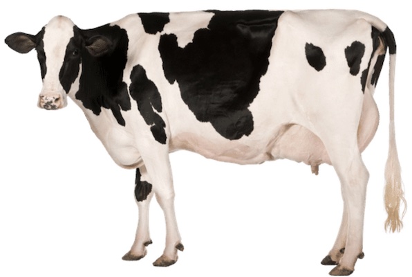 แม้ว่าเราจะไม่ได้ทานเนื้อวัว แต่นมวัวก็เป็นผลผลิตจากสัตว์ ซึ่งถือว่าเป็นการเบียดเบียนสัตว์