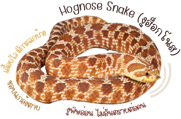 สายพันธุ์น้องงู ที่นิยมเลี้ยง : งูฮ็อกโนส