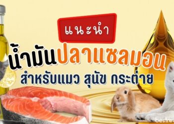 รีวิว น้ำมันปลาแซลมอน สำหรับแมว สุนัข กระต่าย ยี่ห้อไหนดีที่สุด