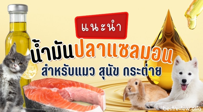 รีวิว น้ำมันปลาแซลมอน สำหรับแมว สุนัข กระต่าย ยี่ห้อไหนดีที่สุด