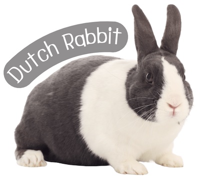 กระต่ายพันธุ์ ดัตช์ (Dutch) มีลายตรงที่ใบหน้าและสะโพก