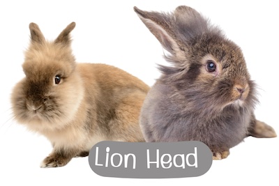 กระต่ายไลอ้อนเฮดท์ (Lion Head) ตัวเล็กมีแผงคอเหมือนสิงโต