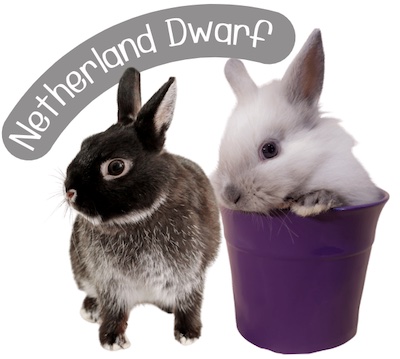 กระต่ายพันธุ์ เนเธอร์แลนด์ดวอร์ฟ (Netherland Dwarf) ตัวเล็ก หูสั้น