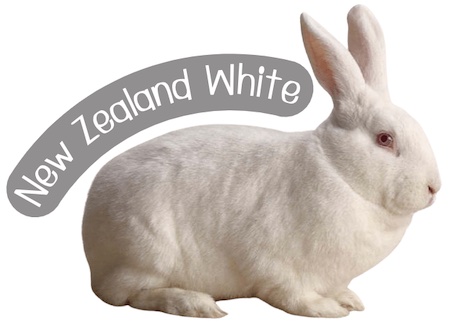 กระต่ายพันธุ์ นิวซีแลนด์ไวท์ (New Zealand White) ตัวใหญ่ หัวกลม อ้วนท้วน