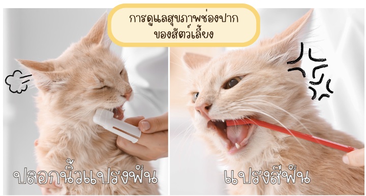 แมวบางตัวก็อาจจะไม่ได้ชอบให้ใครมาบังคับแปรงฟัน ดังนั้นน้ำยาดับกลิ่นปากแมวจึงเป็นอีกทางเลือกที่เหมาะสมกับแมวของคุณ