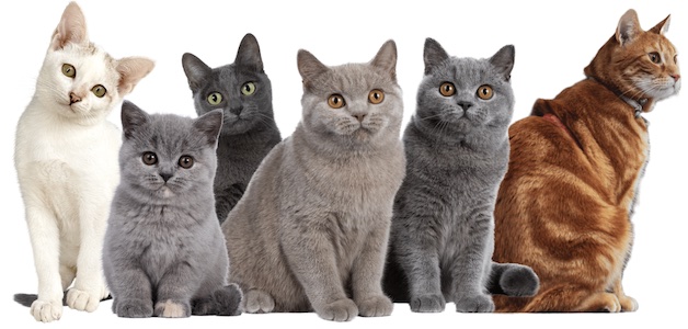 สเปรย์ดับกลิ่นฉี่แมวควรเป็นผลิตภัณฑ์ที่มีความปลอดภัยและไร้สารเคมี