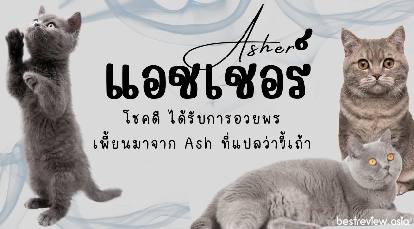 ไอเดียตั้งชื่อให้น้องแมว (ตามสีแมว) ชื่อน่ารัก ความหมายดี ปี 2023 » Best  Review Asia