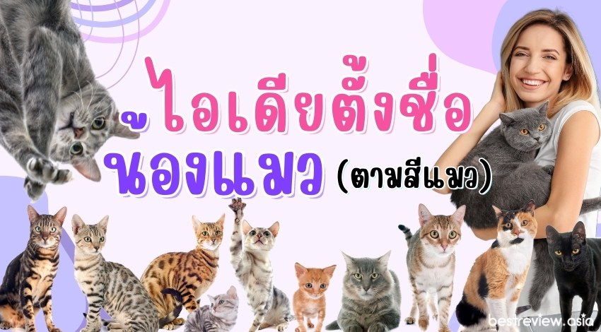 ไอเดียตั้งชื่อให้น้องแมว (ตามสีแมว) ชื่อน่ารัก ความหมายดี ปี 2023 » Best  Review Asia