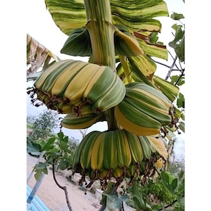 กล้วยด่างเทพพนม