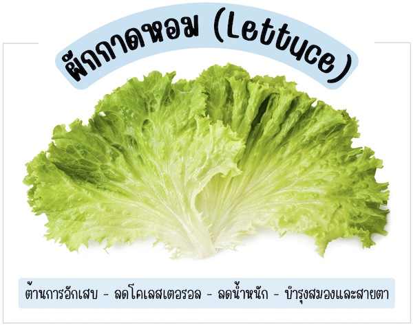 ผักกาดหอม (Lettuce)