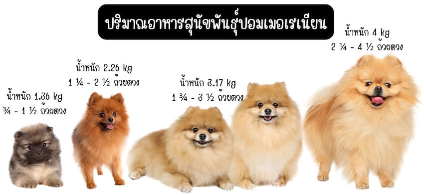 ปริมาณอาหารสุนัขพันธ์ุปอมเมอเรเนียน
