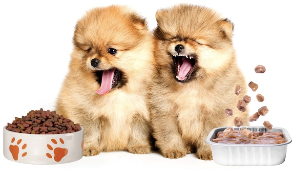 อาหารสำหรับสุนัขปอมเมเรเนียน เน้นโปรตีนคุณภาพ, ไขมันดี, คาร์โบไฮเดรตย่อยได้, วิตามิน และ แร่ธาตุ