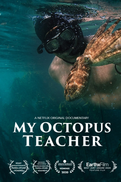 My Octopus Teacher : บทเรียนจากปลาหมึก