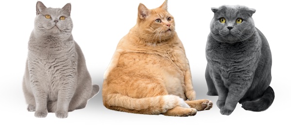 อาหารแมวเกรด Holistic มีคาร์โบไฮเดรตต่ำ เหมาะกับแมวที่มีน้ำหนักเกิน