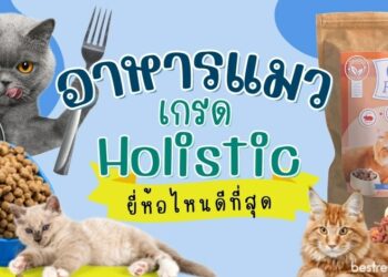 รีวิว อาหารแมวเกรด Hoslistic ยี่ห้อไหนดีที่สุด