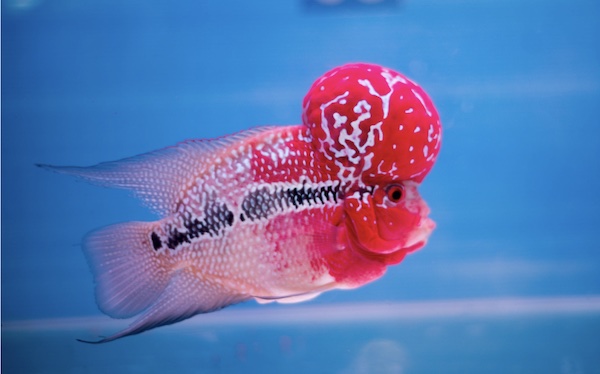 ปลาหมอสี มีสีสันที่สวยงามสะดุดตา ส่วนหัวที่มีความโหนกนูน