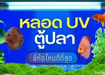 รีวิว หลอด UV ตู้ปลา ยี่ห้อไหนดีที่สุด