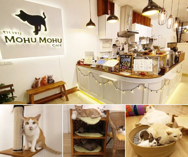 Mohu Mohu Cat Cafe