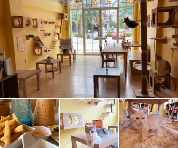 Cattitude Cat Cafe