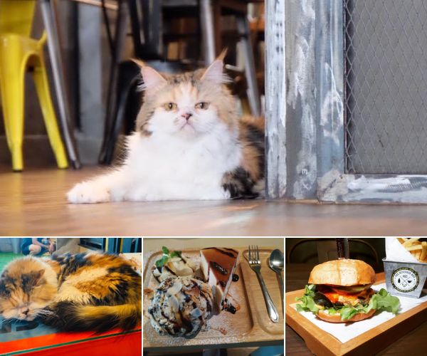 Hoc Beverage Bar & Cat Cafe