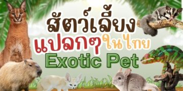 แนะนำ Exotic Pet สัตว์แปลกแต่น่ารัก ที่กำลังได้รับความนิยมในไทย
