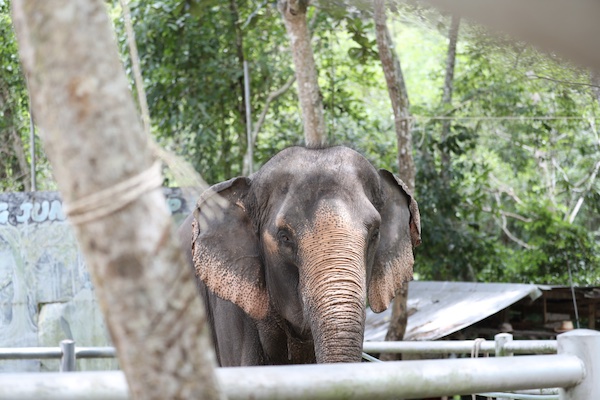 เขตรักษาพันธุ์ช้างบนเกาะสมุย (Elephant Jungle Sanctuary Koh Samui)