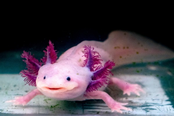 ปลาตีนเม็กซิโก หรือ หมาน้ำ (Axolotls)